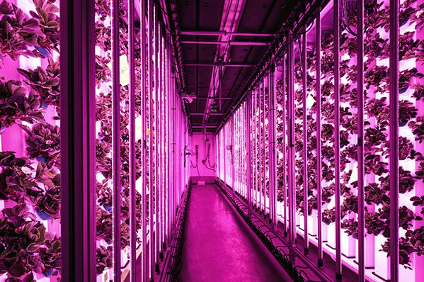 Lighting, Corridor, Purple