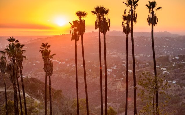 Palm Tree, Arecaceae, Tree