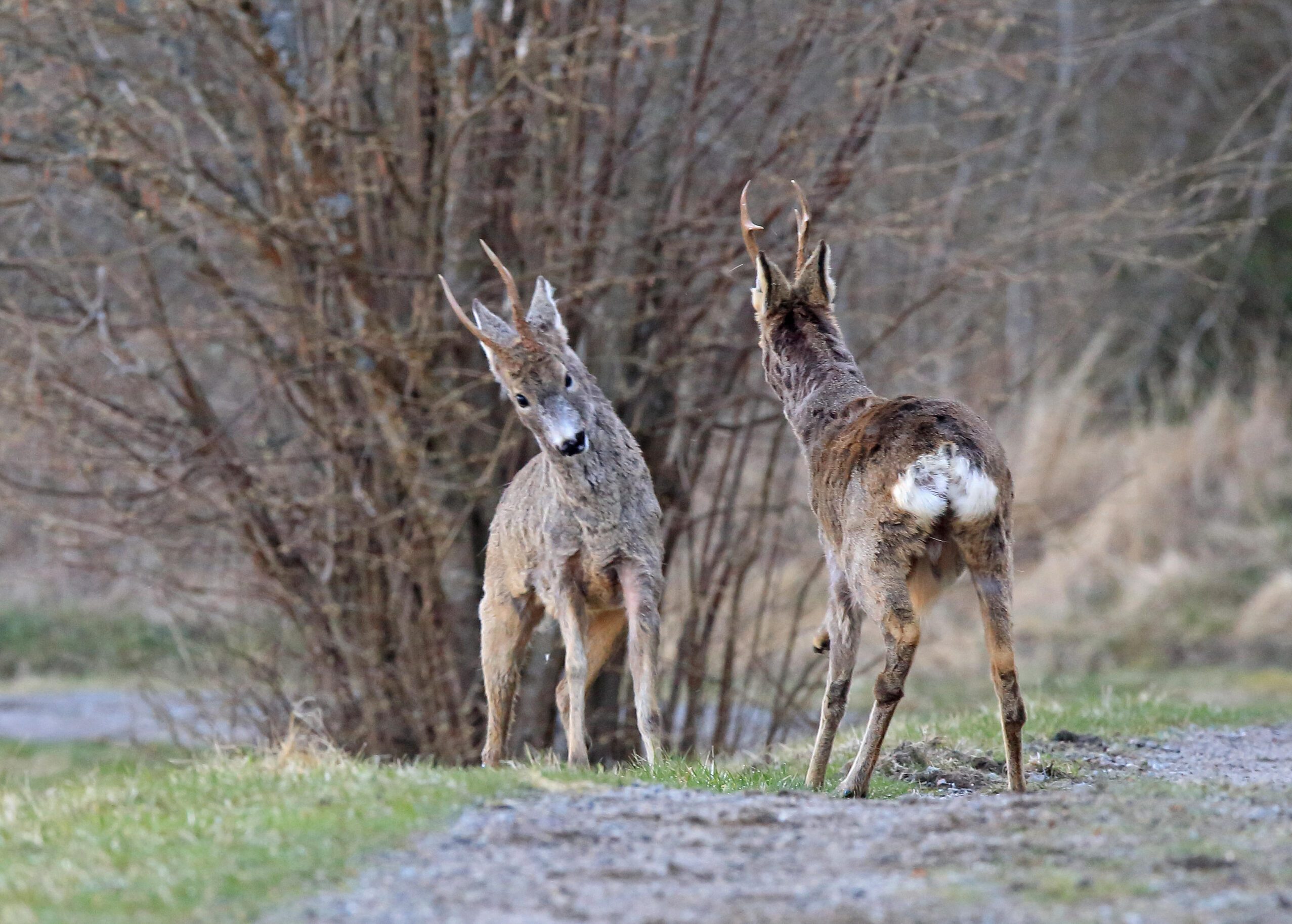 Antelope, Mammal, Animal