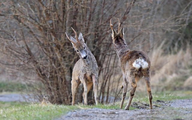 Antelope, Mammal, Animal