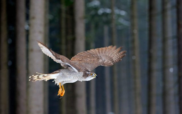 Accipiter, Animal, Bird