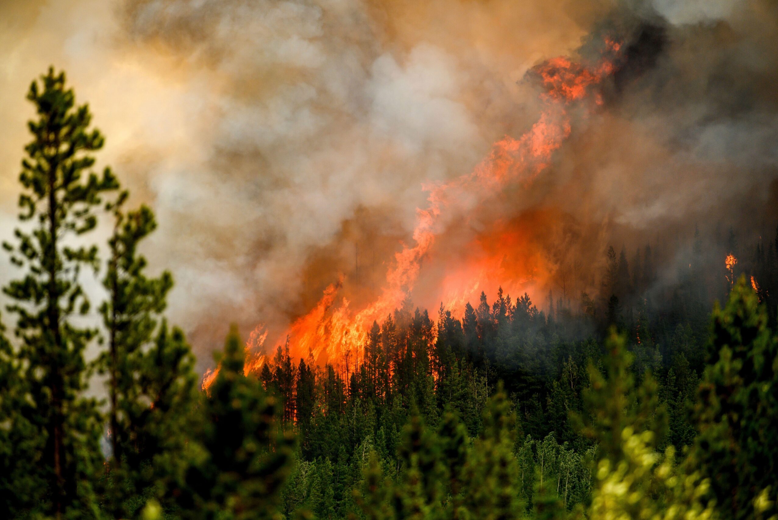 Fire, Forest Fire, Plant
