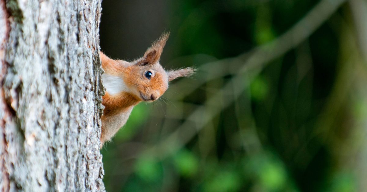 How does your hedgerow grow? The true cost of biodiversity net gain ...