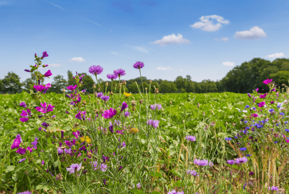 Countryside, Field, Grassland