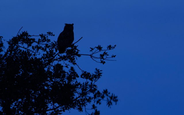 Silhouette, Animal, Bird