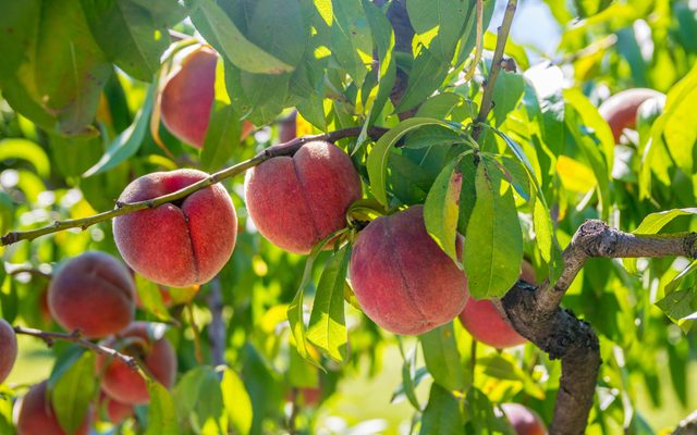 Food, Fruit, Plant