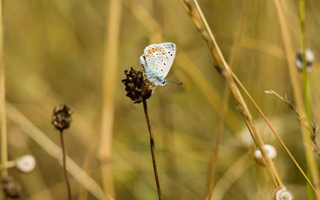 Plant, Animal, Butterfly