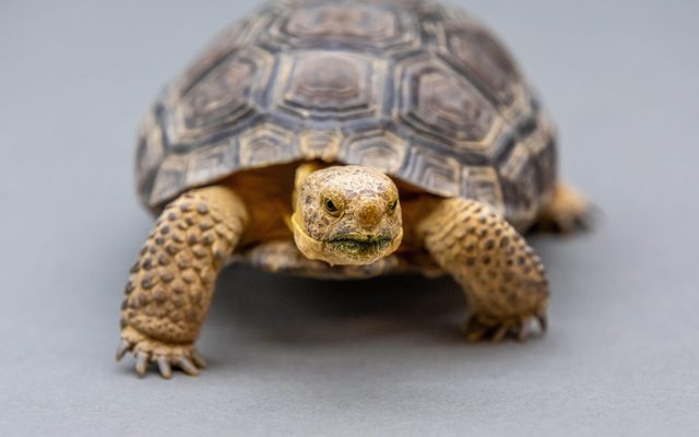Animal, Reptile, Sea Life