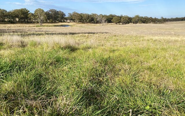 Ground, Grass, Plant