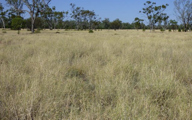 Field, Grassland, Nature