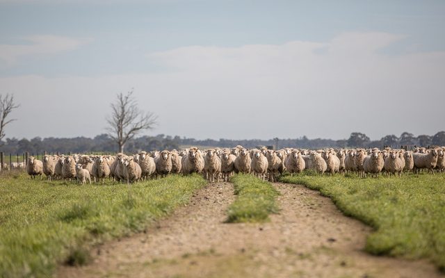 Field, Grassland, Nature