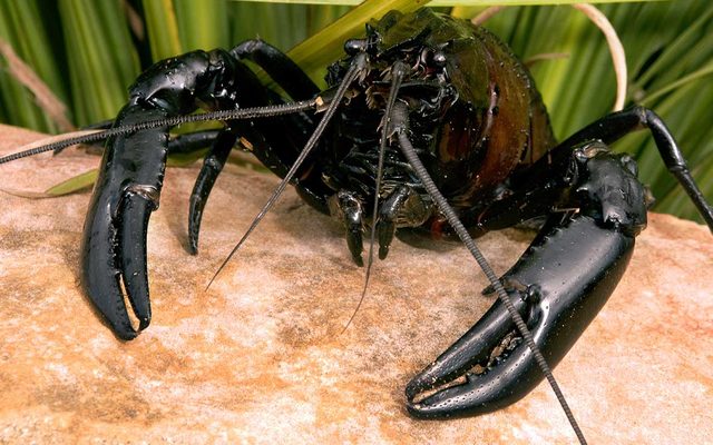 Animal, Insect, Invertebrate