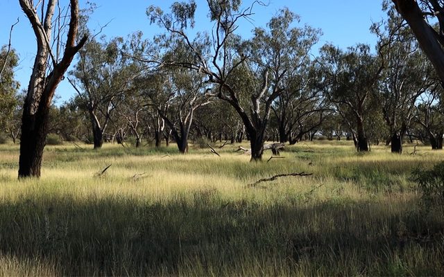 Field, Grassland, Nature