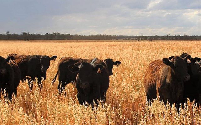 Field, Grassland, Nature