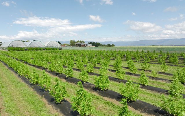 Agriculture, Countryside, Field