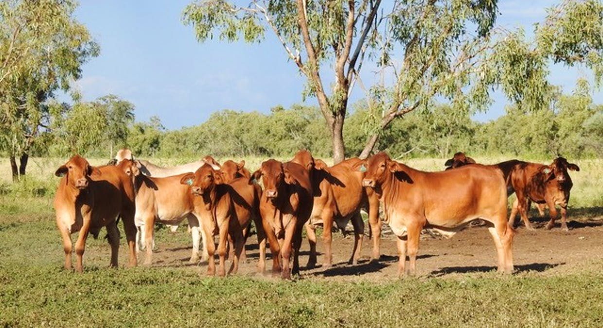Animal, Cattle, Cow