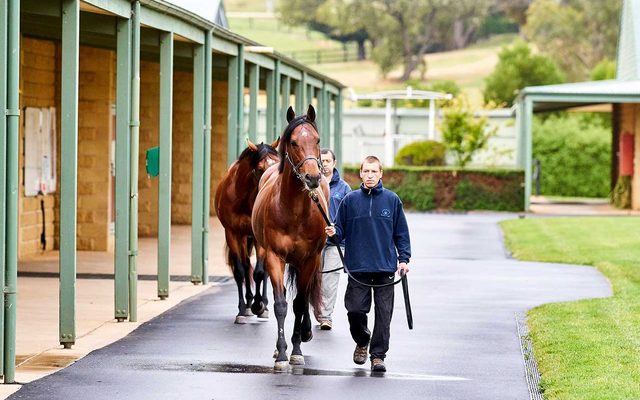 Animal, Horse, Mammal