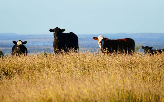 Field, Grassland, Nature