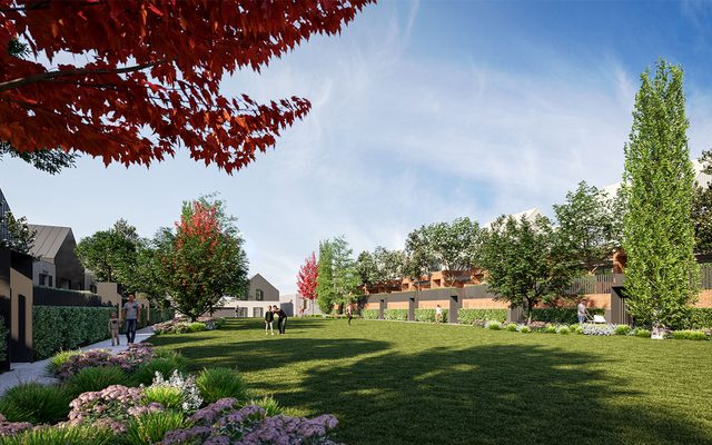 Grass, Plant, Lawn