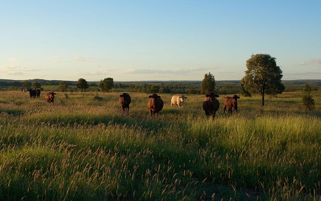 Field, Grassland, Nature