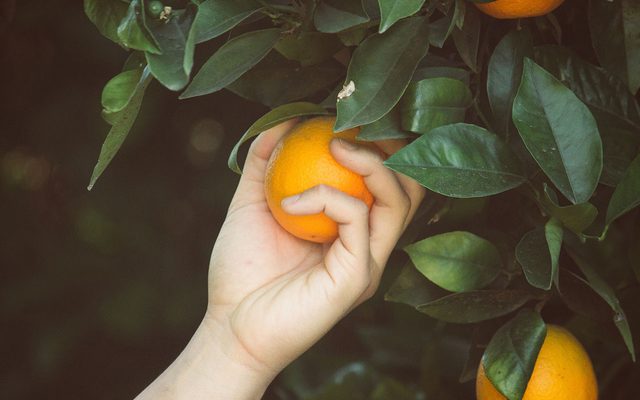 Citrus Fruit, Food, Fruit