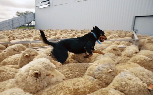 Animal, Canine, Dog