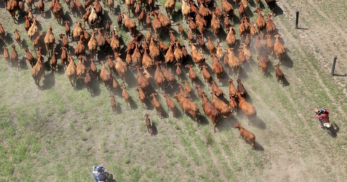 Rural Funds ropes in QLD cattle station - Green Street News