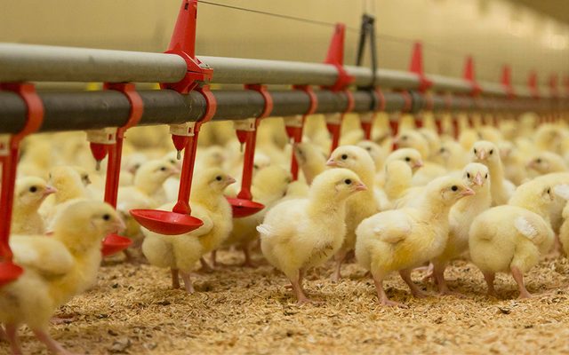 Animal, Bird, Chicken