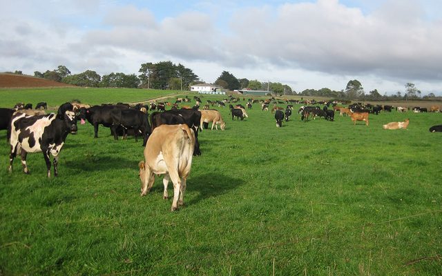 Field, Grassland, Nature