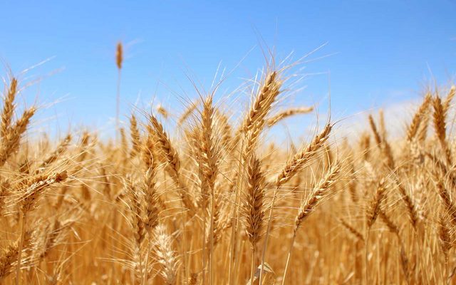 Plant, Food, Grain