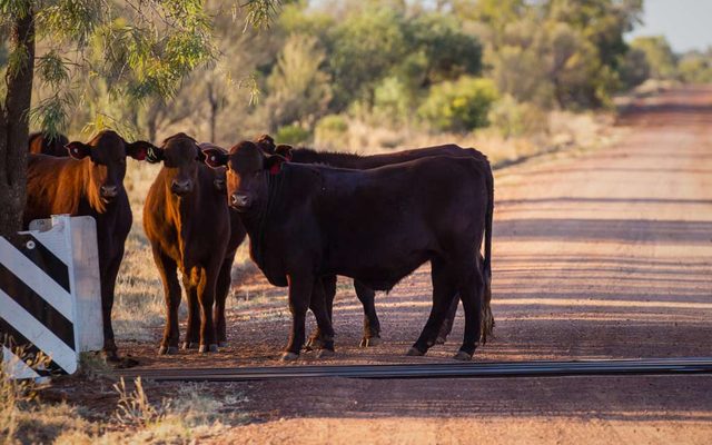 Animal, Bull, Mammal