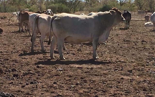 Animal, Cattle, Livestock