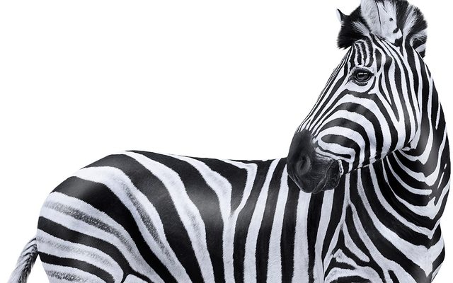 Animal, Mammal, Wildlife