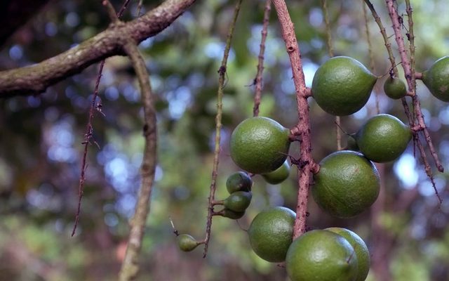 Food, Fruit, Plant