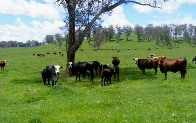 Field, Grassland, Nature