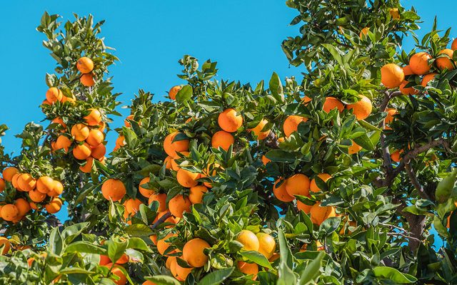 Citrus Fruit, Food, Fruit