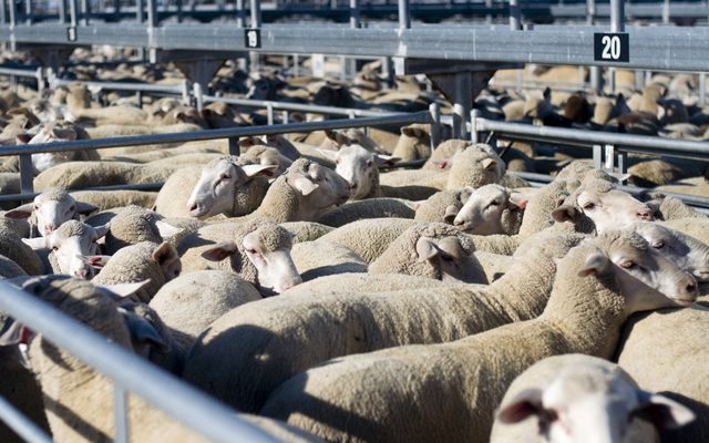 Animal, Livestock, Mammal