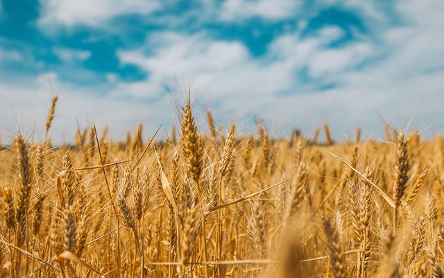Field, Food, Grain