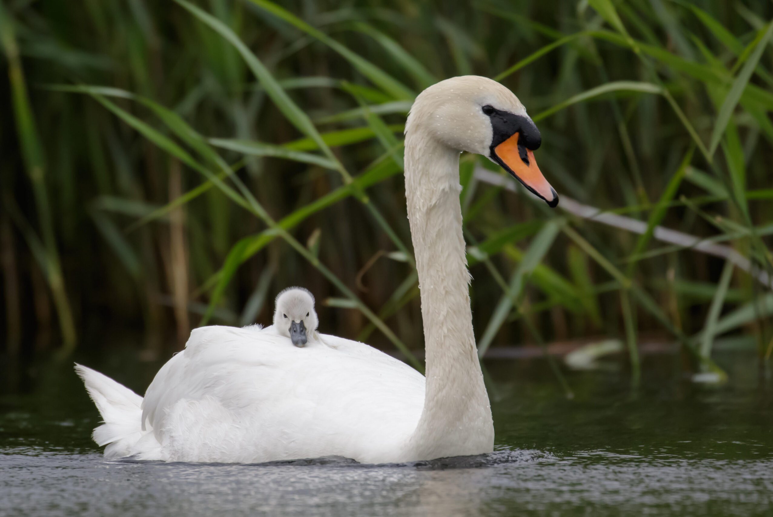 Animal, Bird, Swan