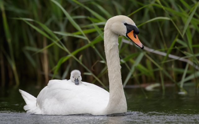 Animal, Bird, Swan