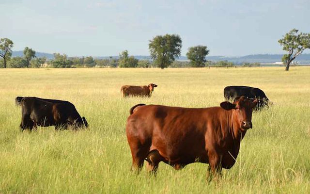 Field, Grassland, Nature
