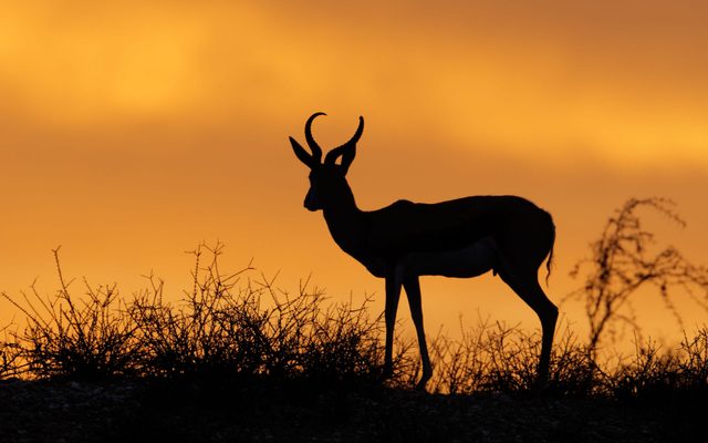 Animal, Antelope, Impala