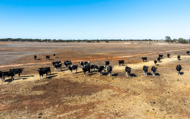 Animal, Cattle, Cow