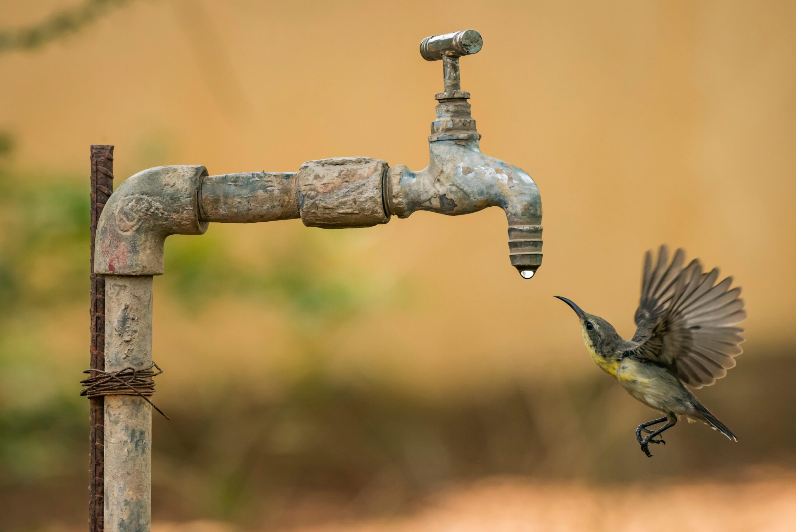 Tap, Animal, Bird