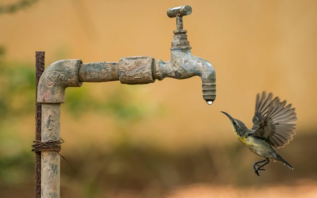Tap, Animal, Bird
