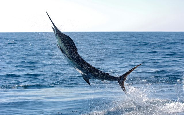 Animal, Sea Life, Fish