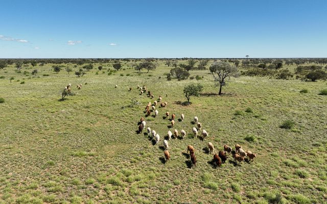 Field, Grassland, Nature
