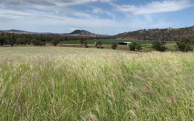 Grass, Plant, Field