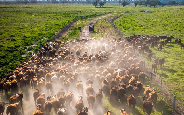 Animal, Herd, Countryside