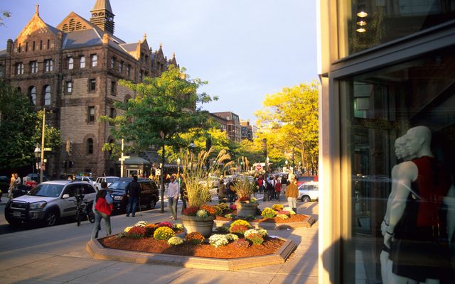 Plant, Potted Plant, City